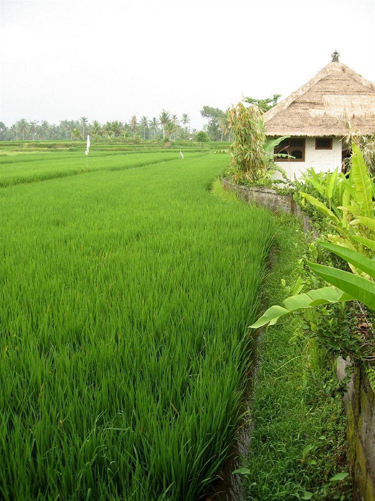 Terang Bulan Cottages Ubud Buitenkant foto